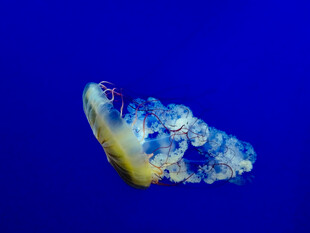 梦幻蓝色水母在水中游动