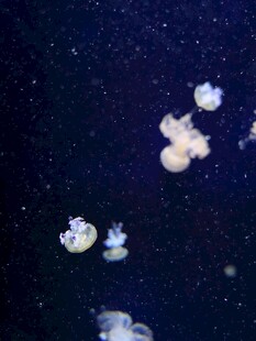 深海中的梦幻水母