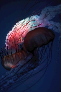 梦幻水母在深海中飘逸