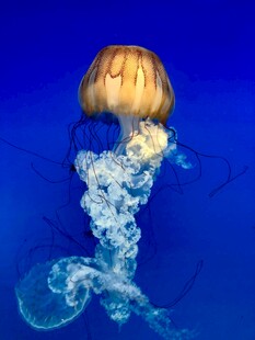 梦幻水母在水中优雅游动