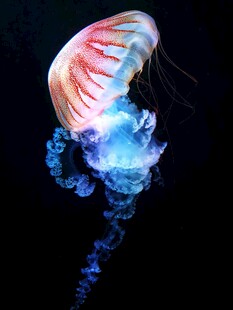 梦幻发光水母
