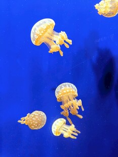 蓝色背景下的梦幻水母