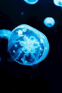 梦幻蓝色水母在水中游动