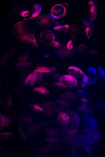 梦幻紫色光影花卉图案