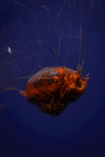 深海中的神秘橙色生物