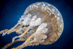 梦幻水母特写