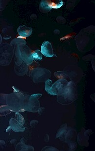 梦幻夜光水母画面