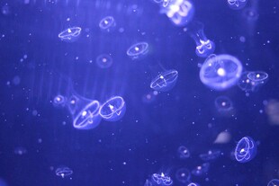 梦幻蓝色水母群游景象