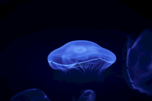 梦幻蓝色水母