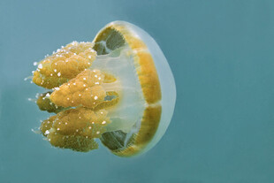 透明海中生物黄色组织凸显