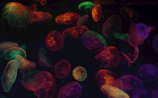 多彩梦幻海洋生物群像