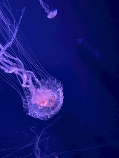 梦幻水母在深海优雅游动