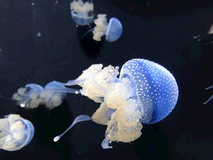 梦幻水母在水中优雅游动