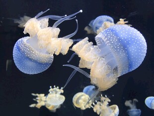 梦幻水母在水中轻盈舞动