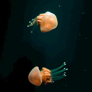 梦幻水母在深海中游动