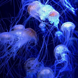 梦幻水母在水中飘逸