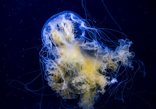 梦幻水母在深海中飘逸