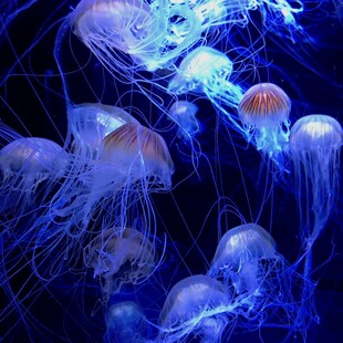 梦幻水母在水中飘逸