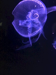 梦幻蓝色水母
