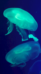 梦幻水母在水中优雅游动
