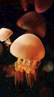 梦幻水母在深海中游动
