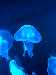 梦幻水母在水中优雅游动