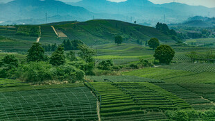 山间茶园美景