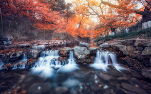 秋日溪流旁绚烂红叶美景
