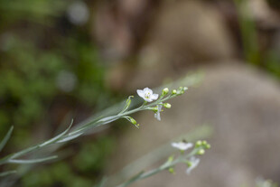 帚枝河星花白色小花特写