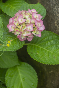 八仙花粉色绣球花与绿叶特写