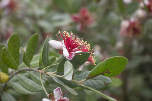 菲油果花朵绽放绿叶间