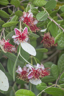 菲油果红白相间花朵绽放枝头
