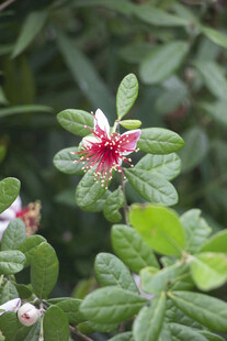 菲油果娇艳蔷薇花绽放绿意间