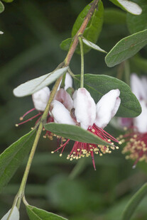 菲油果白色花朵垂挂于绿枝间