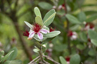 菲油果娇艳双色花朵绽放枝头