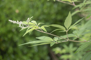 穗花牡荆花苞花序特写