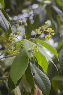 浙江楠绿叶繁花的植物特写