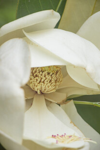广玉兰花特写