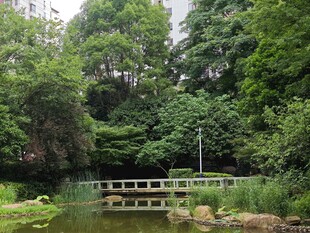 林间小桥