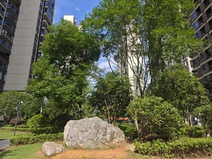 城市中的绿植与巨石景观
