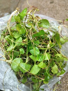 新鲜嫩绿常春藤植物