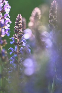 薰衣草