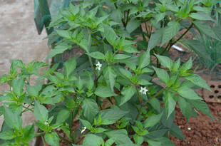 绿叶繁茂的辣椒植株