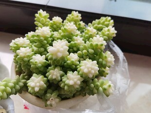 清新绿白小花束