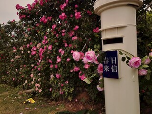花丛旁的白色邮筒