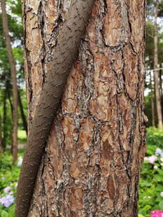 松树树干上的寄生藤蔓