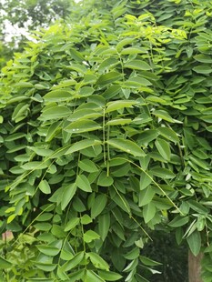 繁茂绿叶植物景观