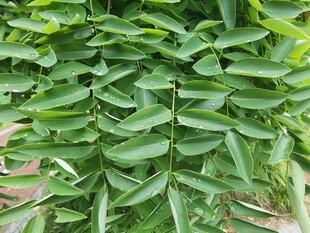 翠绿叶片的植物特写