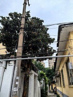 小巷中的电线杆与绿树