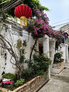 古巷繁花红灯相映成趣